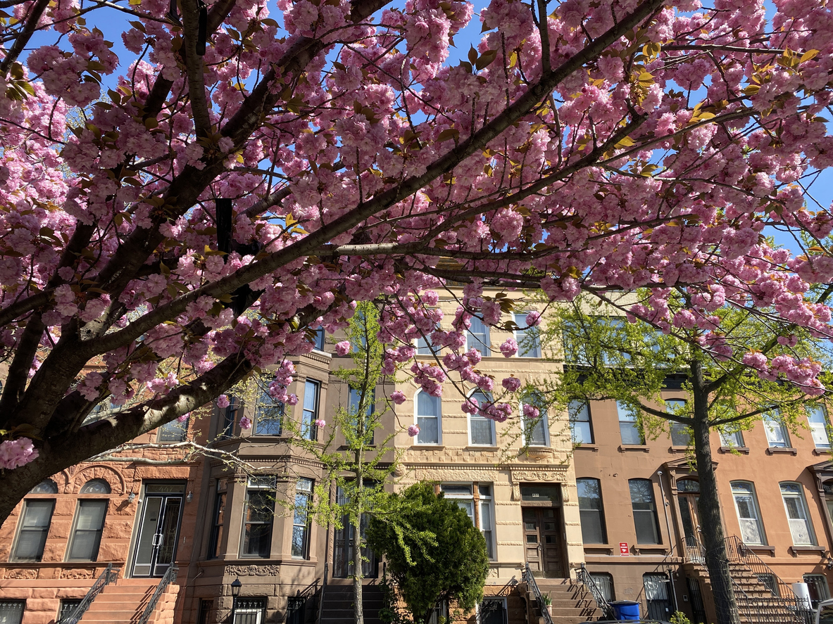 Cherry blossoms and brownstones. - Brooklyn, NY.